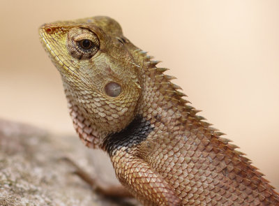 Calotes versicolor (Daudin, 1802)