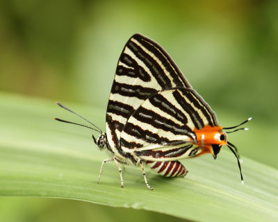 Lepidoptera - Butterflies (Vlinders)