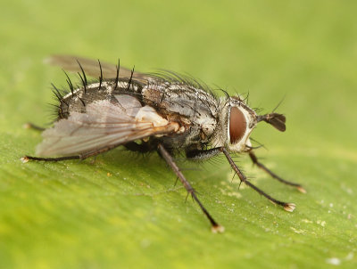 Tachinidae-spec