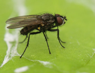 Anthomyiidae-spec