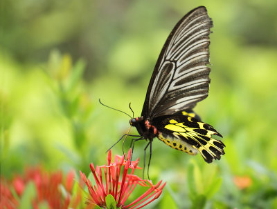 2.  Troides aeacus aeacus (C. & R. Felder, 1860)