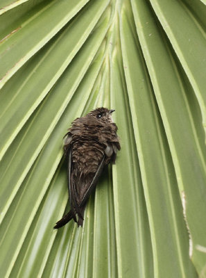 Asian Palm Swift - Cypsiurus balasiensis (Aziatische Palmgierzwaluw)
