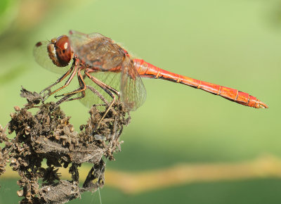 Sympetrum vulgatum (Linnaeus, 1758)