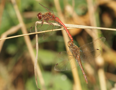 Sympetrum vulgatum (Linnaeus, 1758)