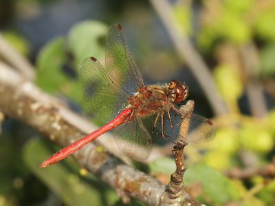 Sympetrum vulgatum (Linnaeus, 1758)