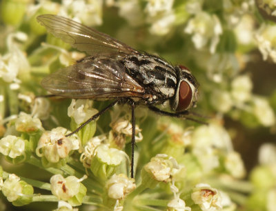 Sarcophagidae-spec