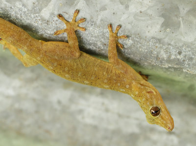 Gekko petricolus (Taylor, 1962)