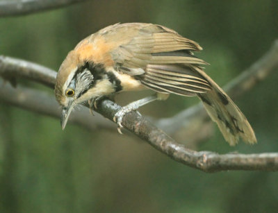 Greater Necklaced Laughingthrush - Garrulax pectoralis