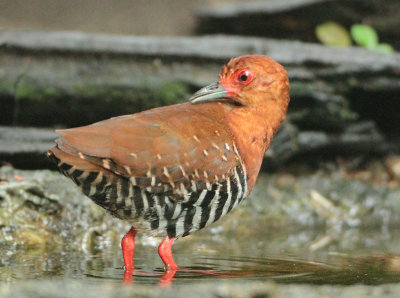 Red-legged Crake - Rallina fasciata