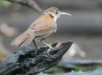 Large Scimitar-babbler - Pomatorhinus hypoleucos (Grote Kruiplijster)