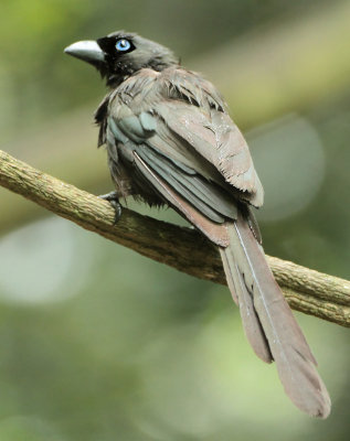 Racket-tailed Treepie- Crypsirina temia