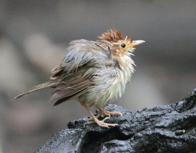 Puff-throated Babbler - Pellorneum ruficeps acrum