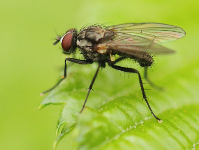 Anthomyiidae-spec