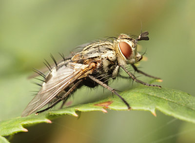 Tachinidae-spec