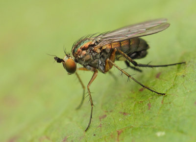 Dolichopus popularis (Wiedemann, 1817)