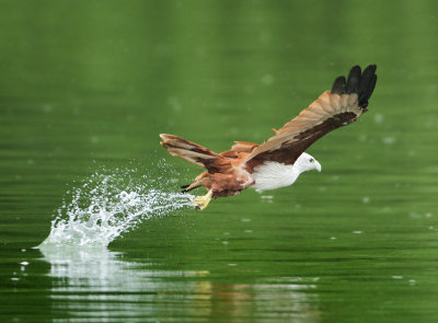 Brahminy Kite - Haliastur indus (Brahmaanse Wouw)