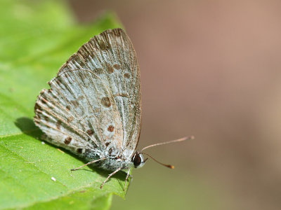 4.  Acytolepis puspa gisca (Fruhstorfer, 1910)