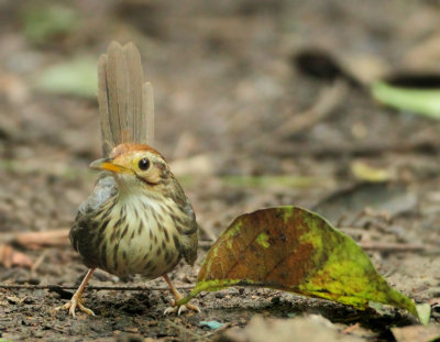 Puff-throated Babbler - Pellorneum ruficeps acrum