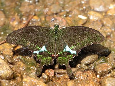 2.  Papilio paris paris (Linnaeus, 1758)