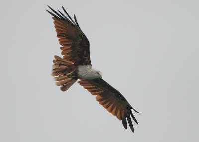 Brahminy Kite - Haliastur indus (Brahmaanse Wouw)