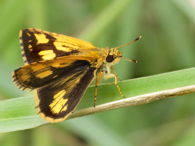 1. Ampitta dioscorides camertes (Hewitson,1868)