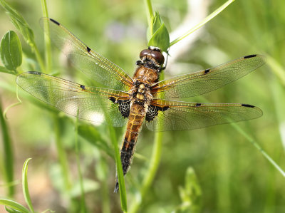 Libellula quadrimaculata (Linnaeus, 1758)
