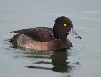Tufted Duck - Aythya fuligula (Kuifeend)