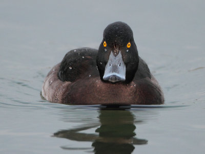 Tufted Duck - Aythya fuligula (Kuifeend)