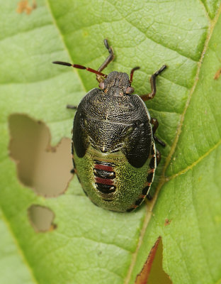 Piezodorus lituratus (Fabricius, 1794)