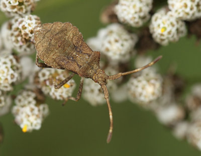 Coreus marginatus marginatus (Linnaeus, 1758)