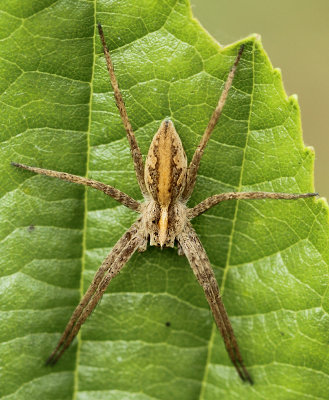 Pisaura mirabilis (Clerck, 1757)
