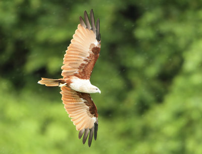 Brahminy Kite - Haliastur indus (Brahmaanse Wouw)