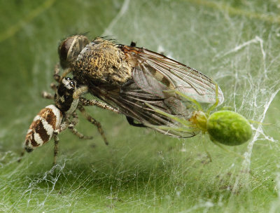 Salticus zebraneus (C.L. Koch, 1837)