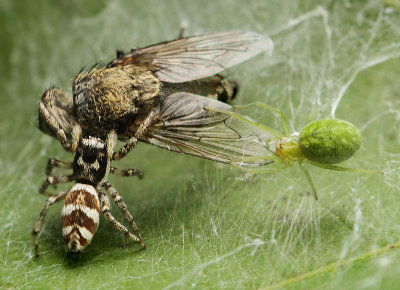 Salticus zebraneus (C.L. Koch, 1837)