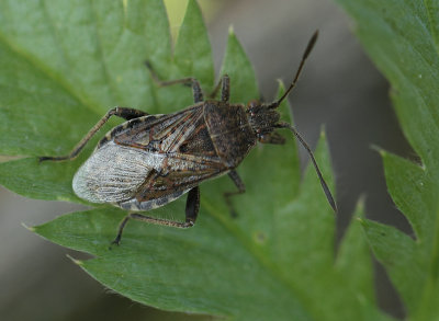 Stictopleurus punctatonervosus (Goeze, 1778)