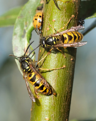 Vespula vulgaris (Linnaeus, 1758)
