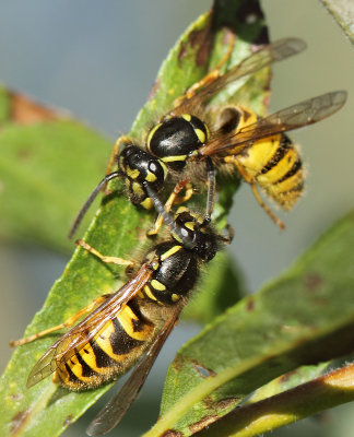 Vespula vulgaris (Linnaeus, 1758)