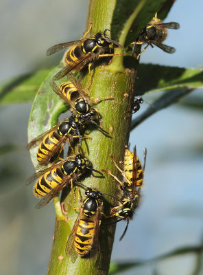 Vespula vulgaris (Linnaeus, 1758)