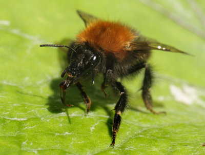 Bombus hypnorum (Linnaeus, 1758)
