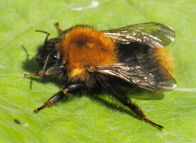Bombus hypnorum (Linnaeus, 1758)