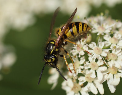 Vespula vulgaris (Linnaeus, 1758)