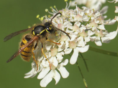 Vespula vulgaris (Linnaeus, 1758)