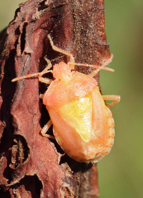 Dolycoris baccarum (Linnaeus, 1758)