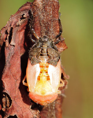 Dolycoris baccarum (Linnaeus, 1758)