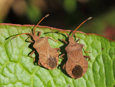 Coreus marginatus marginatus (Linnaeus, 1758)