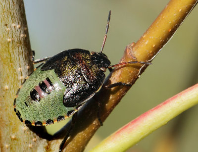 Piezodorus lituratus (Fabricius, 1794)