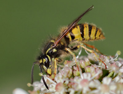 Vespula vulgaris (Linnaeus, 1758)