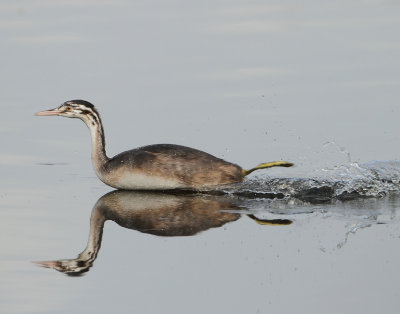 Great Crested Grebe - Podiceps cristatus (Fuut)