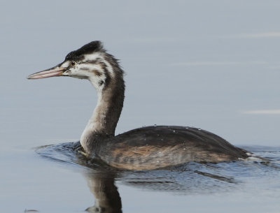 Great Crested Grebe - Podiceps cristatus (Fuut)