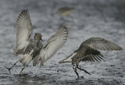 Ruff - Philomachus pugnax (Kemphaan)